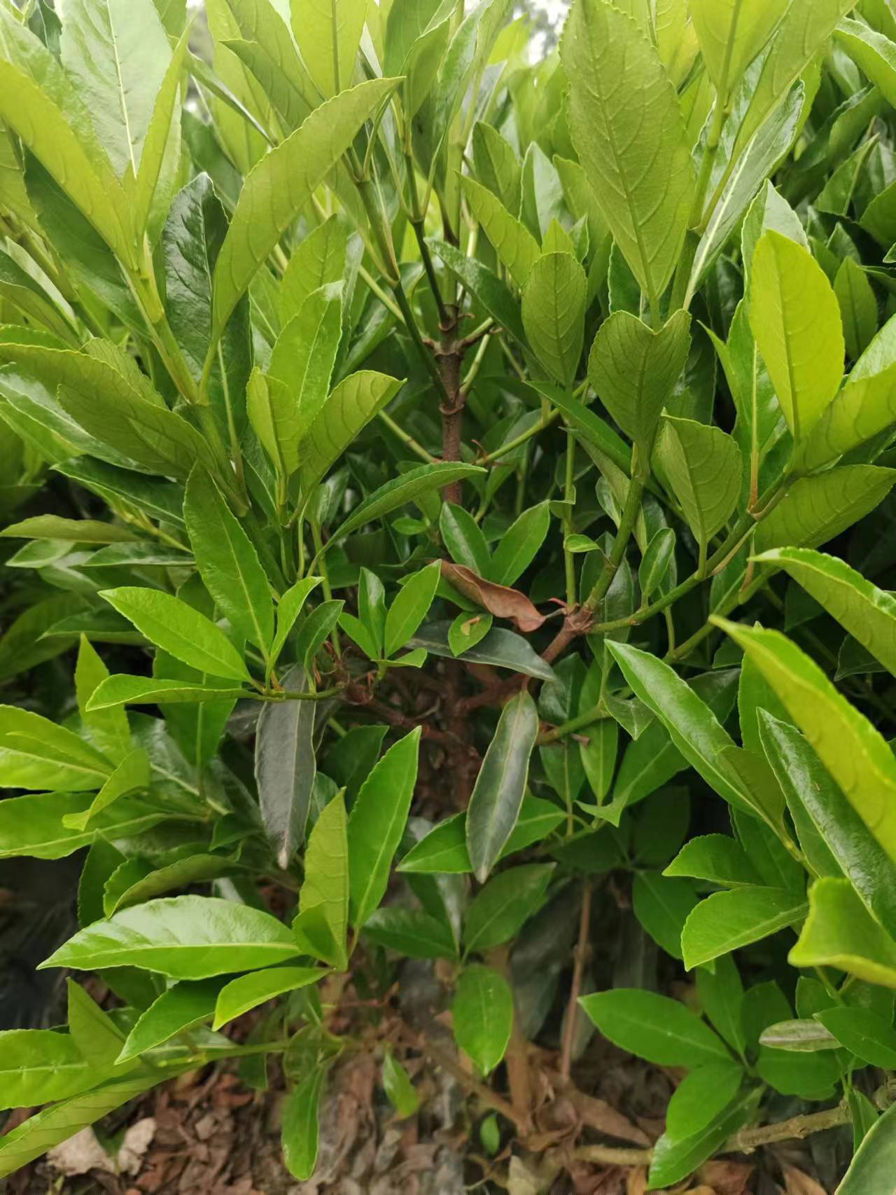 地被小苗-地被小苗供应/多少钱/哪家好-成都景赐园林绿化有限公司