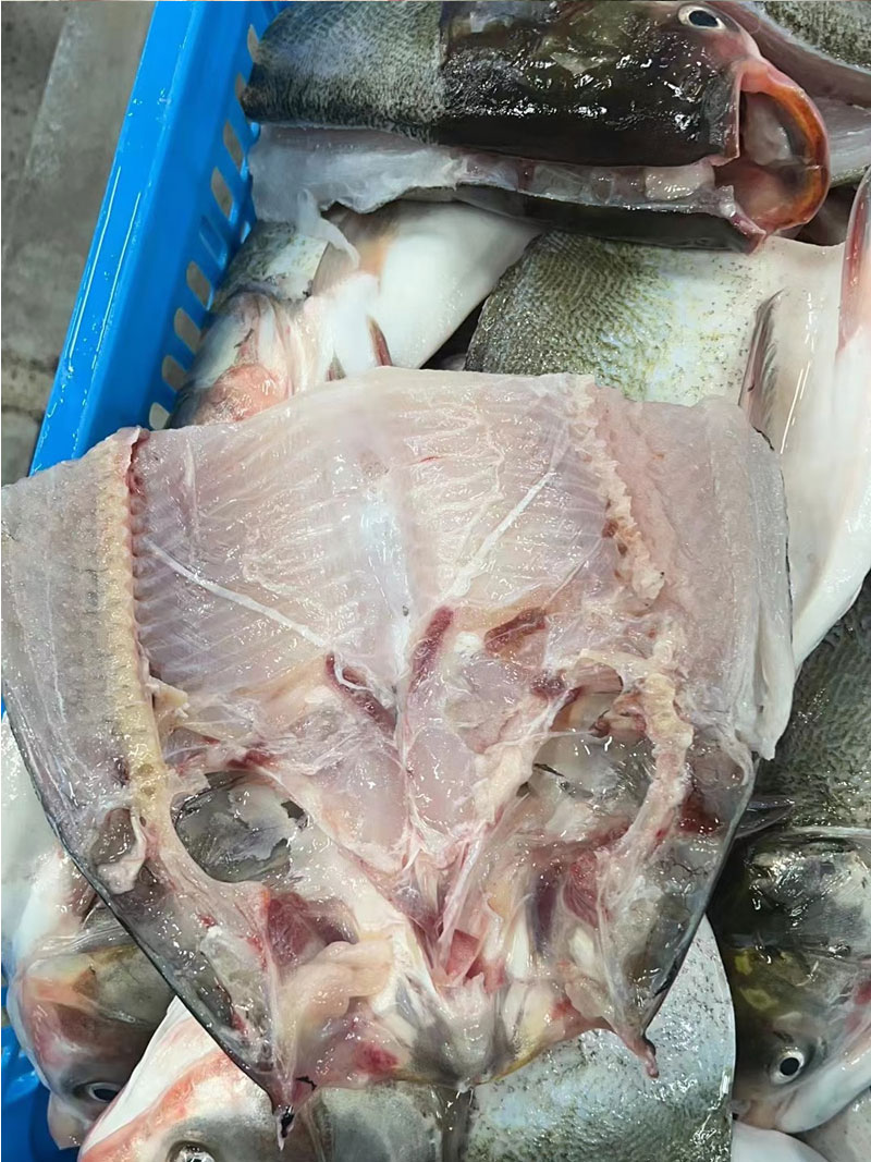 单白鲢鱼/鱼头液氮速冻500克，价格便宜最适合做美蛙鱼头和剁椒鱼头等菜品，口感很好，使用方便，餐饮使用利润空间大