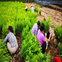 高山黄杨种植基地 绿化带灌木陕西周至苗圃