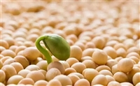 大豆进口需要的资料 食物进口代理公司