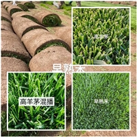 河北省冷季型高羊茅草坪 冷季型草坪草概念