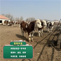 湖南种牛基地 西门塔尔牛三百斤至四百斤母牛苗多少钱