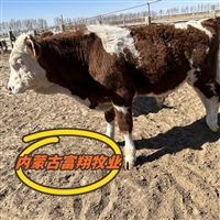 辽宁大型养牛场 西门塔尔牛六之七个月大母牛多少一头