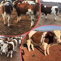 山西养殖场 西门塔尔牛四百多斤四代母牛的价格