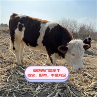 河南种牛基地 西门塔尔牛600多斤的牛小母牛的价格