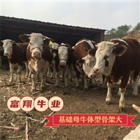 贵州种牛基地 西门塔尔牛六七个月小牛报价