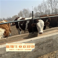 浙江养殖基地 西门塔尔牛六百斤的四代母牛多少一头