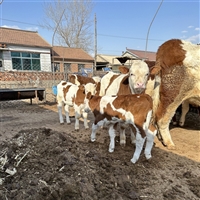 辽宁养殖基地 西门塔尔牛400多斤小牛销售价格