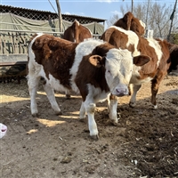 江苏养牛基地 西门塔尔牛六七个月小牛大概要多少钱