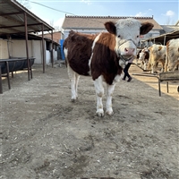 赤峰西门塔尔牛大型中转基地 草地牛皮实