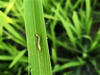 水稻玉米花棉花抗性害虫杀虫剂