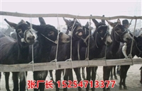 三农新闻：厦门市关中驴养殖场