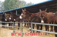 今日头条：潼南县肉驴养殖场养驴基地