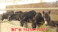 今日头条：泰安市肉驴养殖场养驴基地