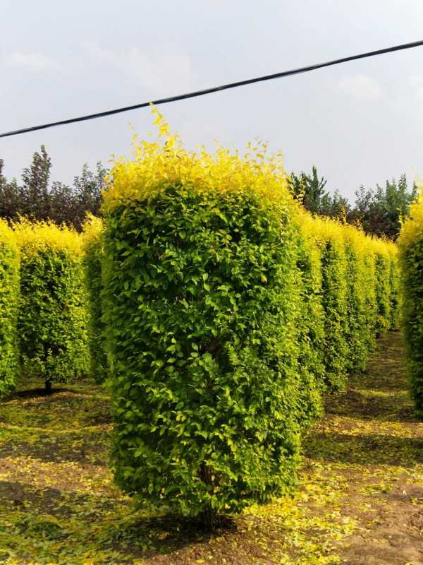 圆柱形树形植物图片