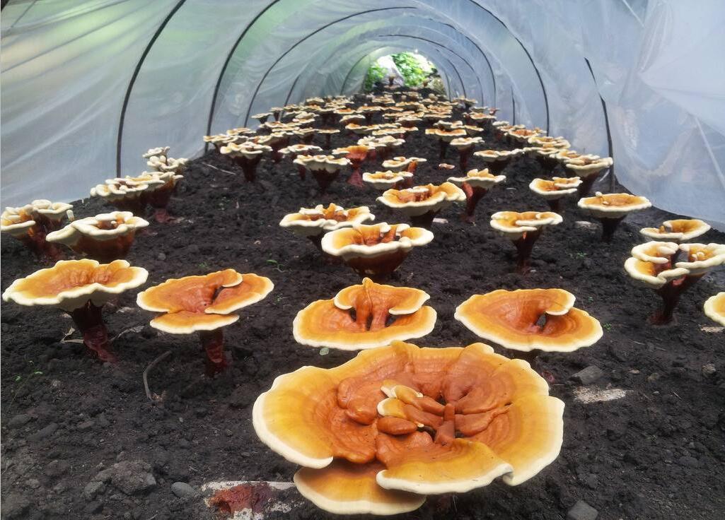 济南人工灵芝种植基地,免费培训种植技术,你种植我回收