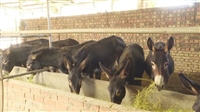 热点新闻：芜湖市关中驴养殖场