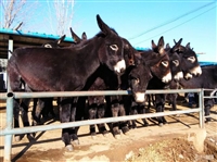 今日头条：张掖市肉驴养殖场养驴基地