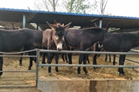 今日新闻：无锡市肉驴养殖场养驴基地