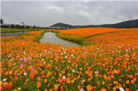 宿根矮杆草花品种有哪些