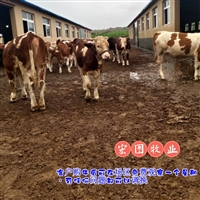 湖南西门塔尔牛养殖场  600多斤的牛小母牛多少钱一只