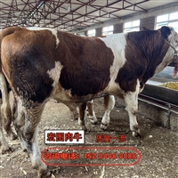 辽宁西门塔尔牛养殖场  6个月牛犊新的价格