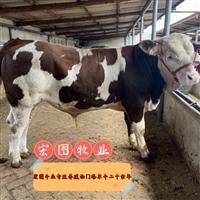 江西西门塔尔牛中转场  六百斤的四代母牛值多少钱