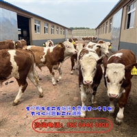 内蒙古西门塔尔牛交易市场  8个月牛犊子价钱