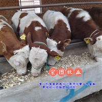 广东西门塔尔四代母牛 好养易活 要多少钱
