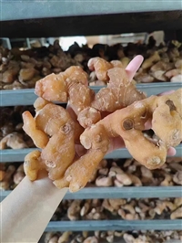 天麻烘干设备 天麻烘干房  天麻烘干机  药材烘干设备 一机多用