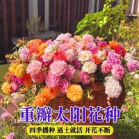 太阳花种子 今年新种子  喜阳光耐旱 庭院阳台花坛观赏花卉