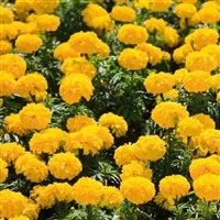 万寿菊种子  橙色花系   景观绿化观赏花籽   发芽率高  花坛花镜打造