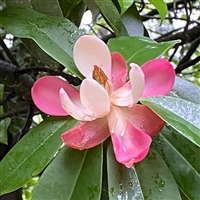 曲靖红花木莲种植基地