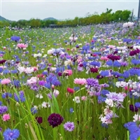 矢车菊花种子   草花种子   公园景区  地被花坛工程绿化观赏花