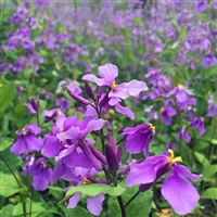 大量供应二月兰种子  宿根花卉 长势好 道路花坛播种观赏