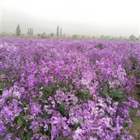 二月兰花卉种子 诸葛菜花籽春秋播种  多年生宿根花卉 园林观赏草花 