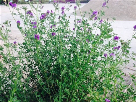 紫花苜蓿提取物 水溶粉 纯粉 水溶粉 质量稳定