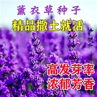 薰衣草种子  销售各种草花 颗粒饱满 品种齐全 易成活