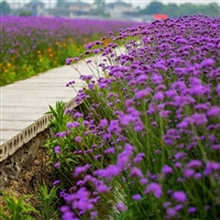 柳叶马鞭草种子  耐寒花籽  公园景区花海打造观赏花卉