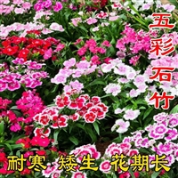 五彩石竹种子   花境花坛景区花海打造 观赏花卉易成活发芽快