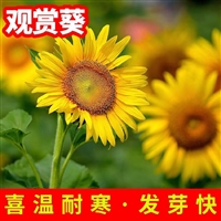 向日葵种子  销售各种草花 颗粒饱满 品种齐全 发芽率高