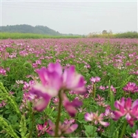 新草花种子  紫云英  耐寒适应性好  庭院花海绿化观赏花卉 