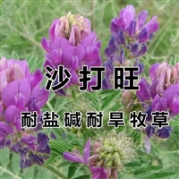 灌木沙打旺种子   颗粒饱满  发芽率好  绿化工程易种植草籽 