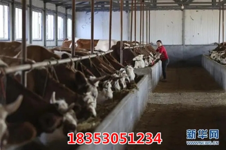 今日新闻：乐山市养牛场西门塔尔牛养殖场
