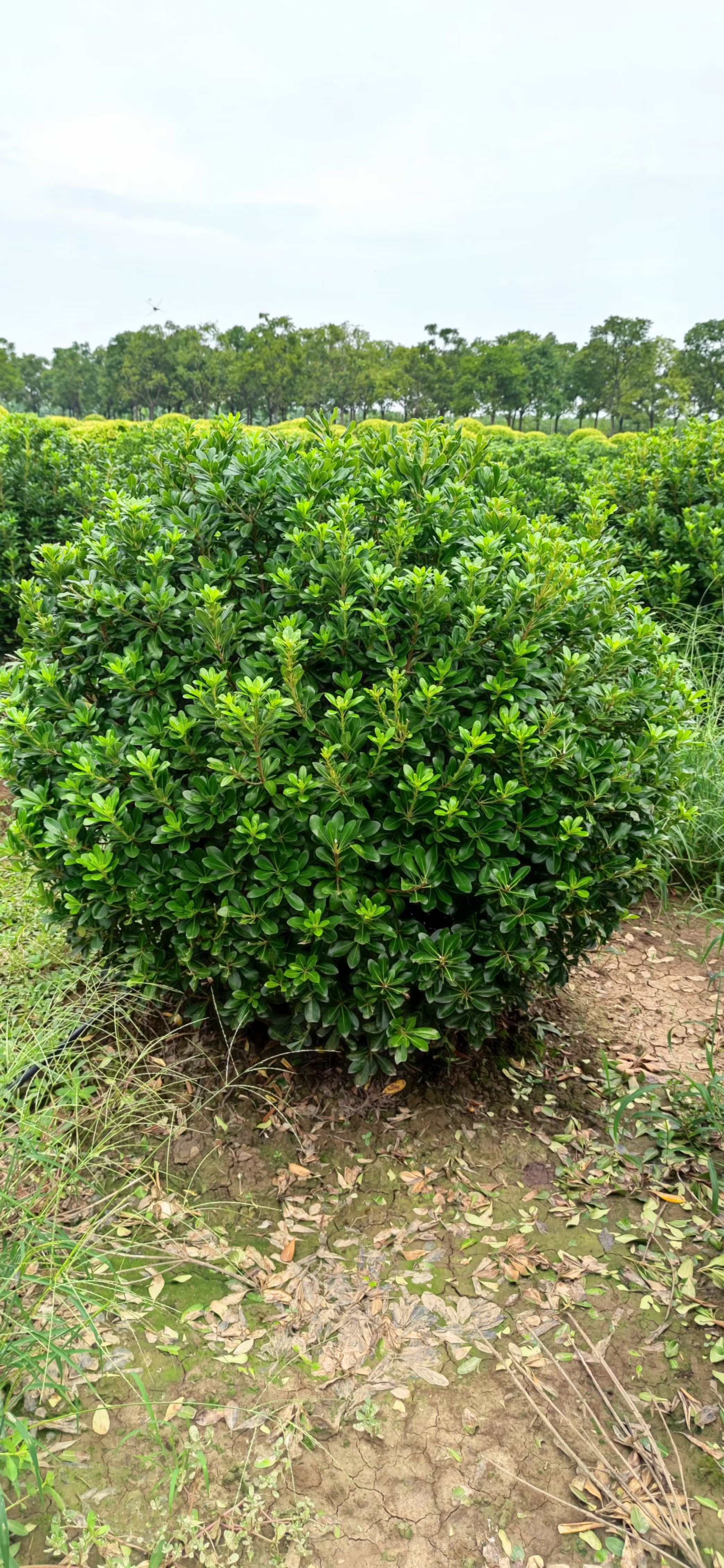 林星园艺 海桐球1米 1.2米 1.5米 庭院绿化种植 园林施工