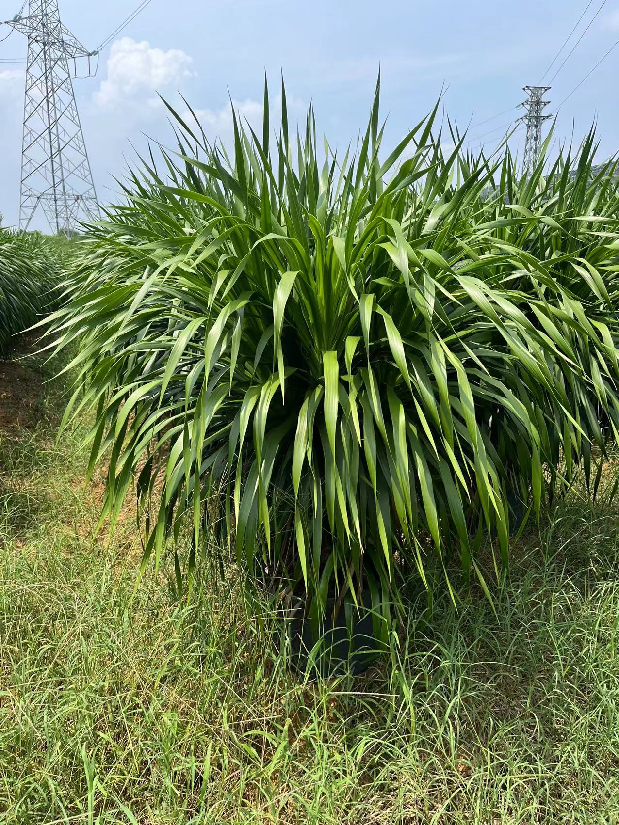 常绿 喜阳耐阴 龙血树 家用 工程苗 庭院绿化植物 100CM-200CM