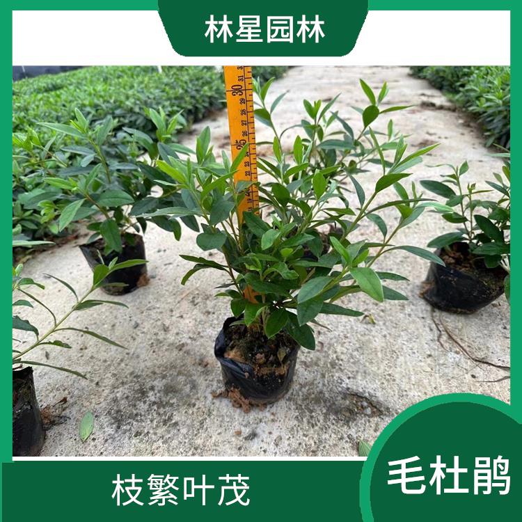 水生植物批发基地 半常绿灌木 适应性强 花鲜艳夺目