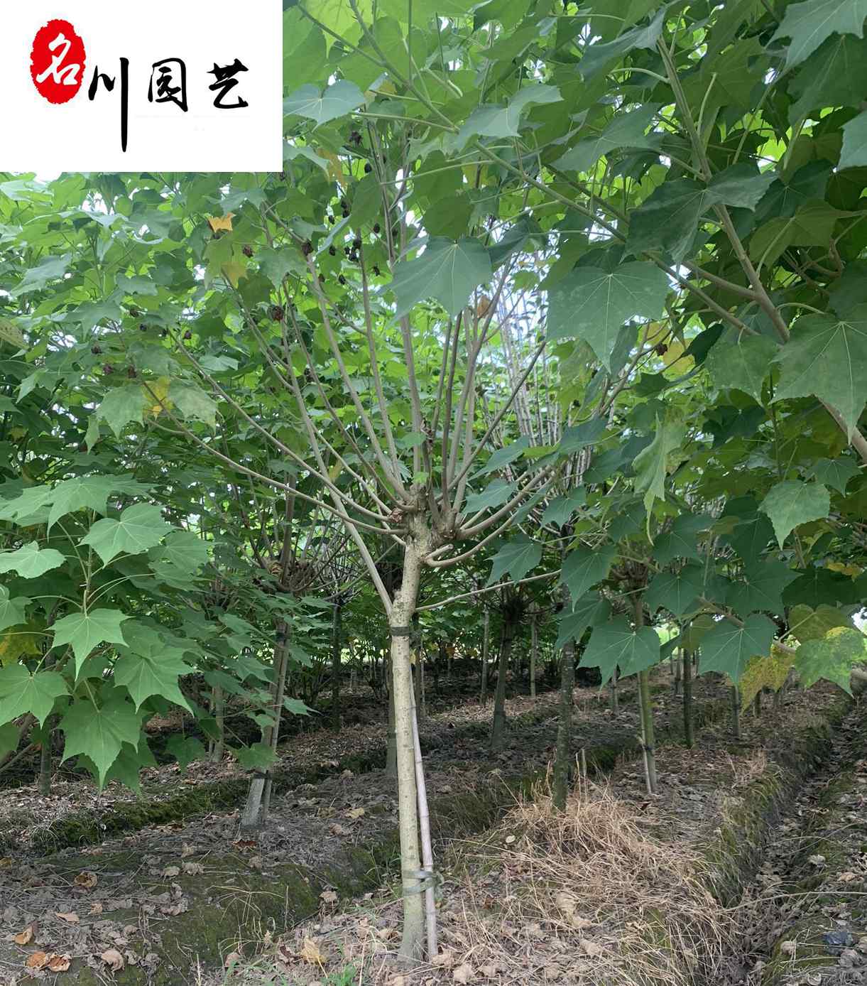 出售四川木芙蓉-成都芙蓉花种植基地-园林庭院工程绿化苗木