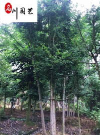 成都供应多种规格皂角树-皂角树价格--市政工程园林绿化乔木