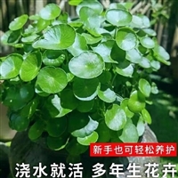 马蹄金种子  四季常青 多年生耐阴草本植物 庭院园林绿化草